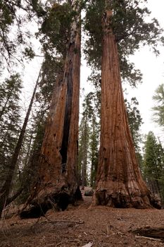 General Grant Grove is a section of Kings Canyon National Park