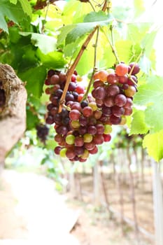 red grape vine in the yard