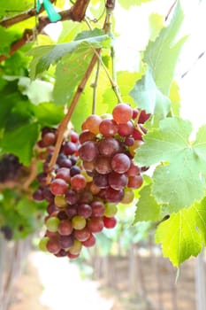 red grape vine in the yard