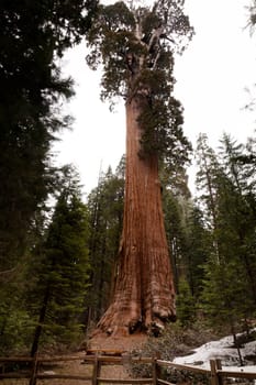 General Grant Grove is a section of Kings Canyon National Park