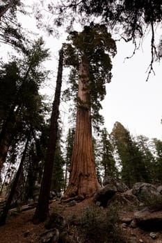 General Grant Grove is a section of Kings Canyon National Park