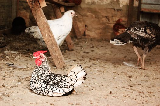 Black and white hen sitting in hen house