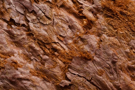 Close up of giant sequoia (Sequoiadendron giganteum ) bark.