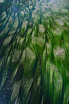 under water plants as textures