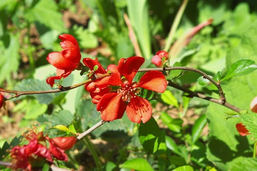 macro photo of the schisandra flower rising in summer garden