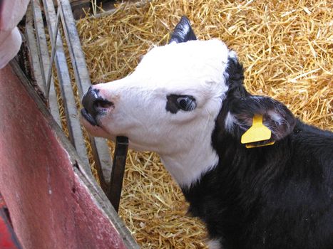 Calf on a Dairy Farm
