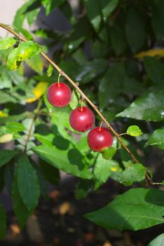 fruits of the prune hinging on branch in garden