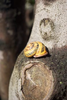 snail sitting tree on stem in garden