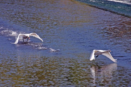 Swans Chasing