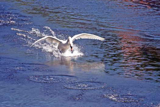 Swan Landing on Water