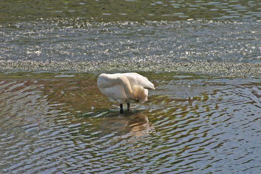 Swan Preening on River Dee in Chester