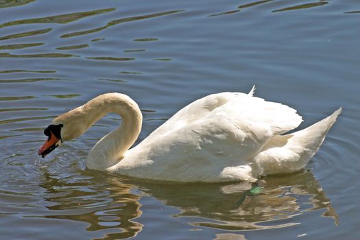Swan Feeding on Water