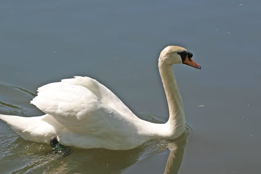 Swan Swimming on River