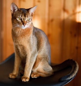 young brown Abyssinian cat on char