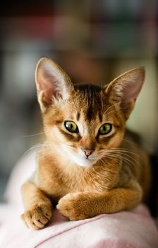 young Abyssinian cat in action