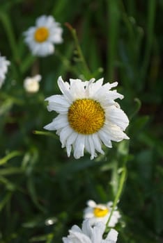 macro photo of the flower of the daisywheel in dewdrop