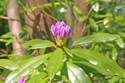 Large Purple Rhododendron Flower with Shiny Green Leaves in Scotland UK