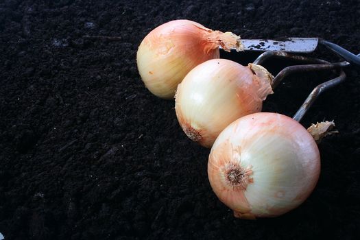 Harvesting. Onions on the soil. On a background a shovel and a rake.