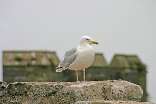 Seagull on Welsh Castle Tower