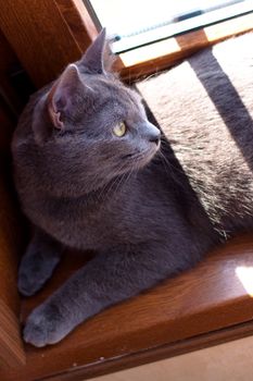 grey cat lying on window-sill
