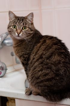 tabby grey cat sitting on bath
