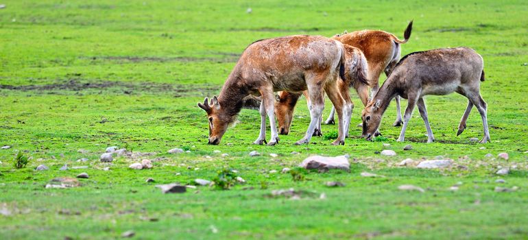 A herd of deer in the meadow