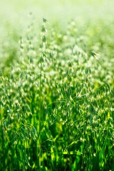 Close-up of maturing sprout of oats in the field