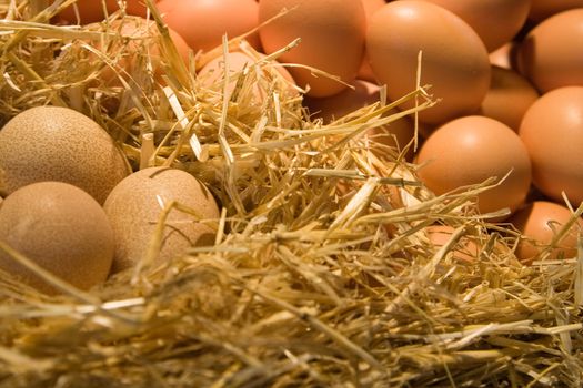 Different types of eggs in a hay  nest.
