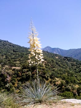 Hesperoyucca whipplei  is a species of flowering plant native to southern California