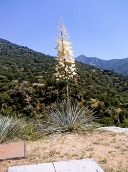 Hesperoyucca whipplei  is a species of flowering plant native to southern California