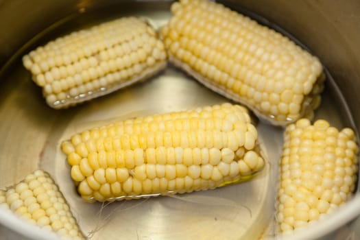 Corn boiled on the cob in a large pot with water.