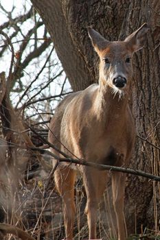 White-tailed Deer Odocoileus virginianus bucks and does