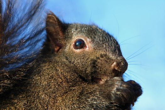 Black Squirrel In Morning Sun With Seeds