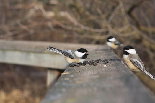 Black-capped Chickadee  Poecile atricapillus perched or with seeds