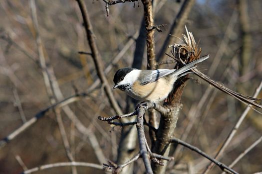 Black-capped Chickadee  Poecile atricapillus perched or with seeds