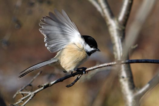 Black-capped Chickadee  Poecile atricapillus perched or with seeds