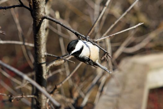 Black-capped Chickadee  Poecile atricapillus perched or with seeds