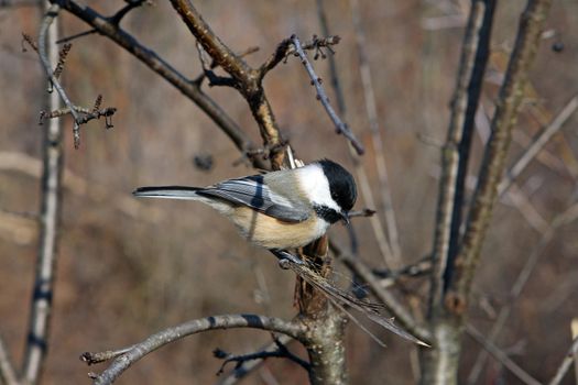 Black-capped Chickadee  Poecile atricapillus perched or with seeds