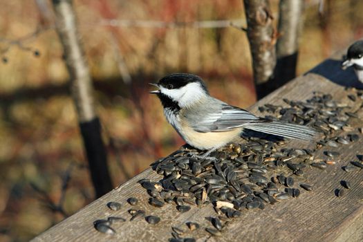 Black-capped Chickadee  Poecile atricapillus perched or with seeds