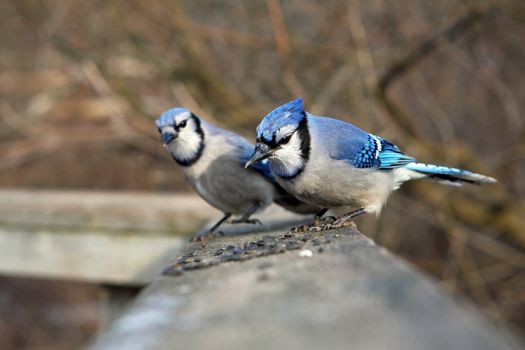 Bluejay Cyanocitta cristata with seeds or perched