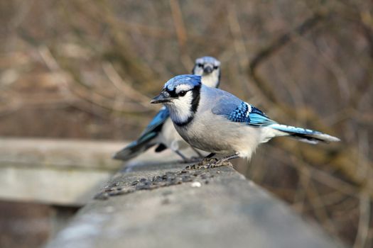 Bluejay Cyanocitta cristata with seeds or perched