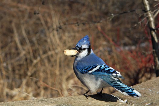 Bluejay Cyanocitta cristata with seeds or perched