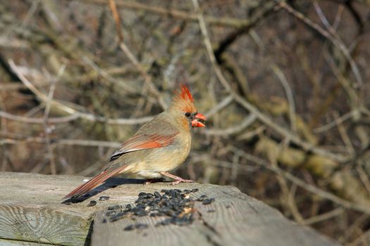 Cardinal Cardinalidae female perched or feeding