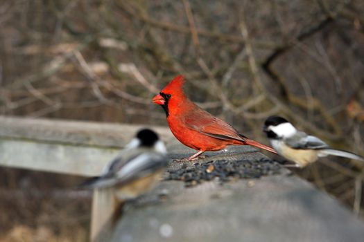 Cardinal Cardinalidae male perched or feeding
