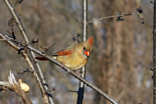 Cardinal Cardinalidae female perched or feeding
