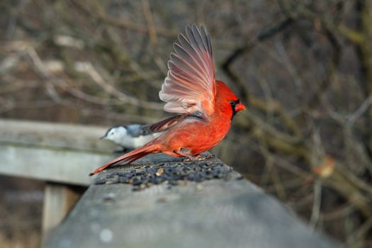 Cardinal Cardinalidae male perched or feeding
