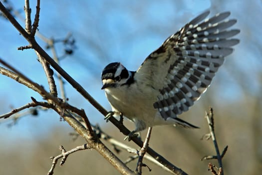 Woodpecker Downy Picoides pubescens female perched