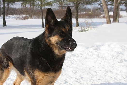 German Shepherd Snow or grass Background