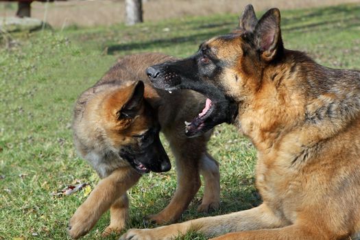 German Shepherd dog puppy playing