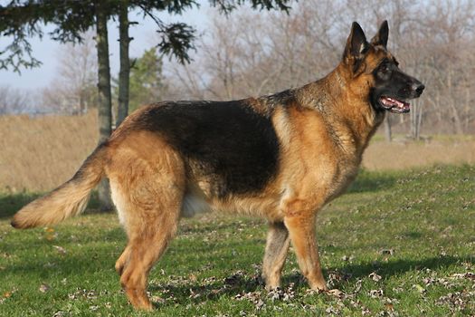 German Shepherd Snow or grass Background